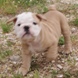 English Bulldog - male BROWN SUGAR 3